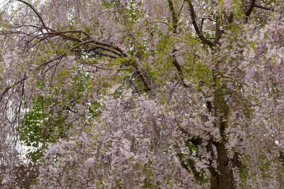 NY - Lockport Weeping Cherry Blossoms.jpg