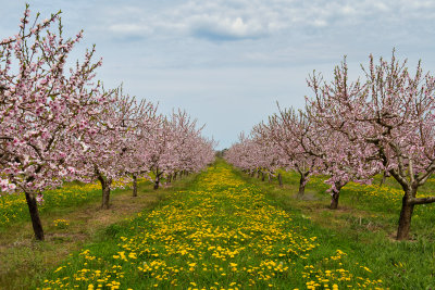 NY - Olcott Cherry Orchard Blossoms 2.jpg