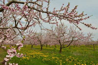 NY - Olcott Cherry Orchard Blossoms 3.jpg