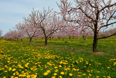 NY - Olcott Cherry Orchard Blossoms 4.jpg