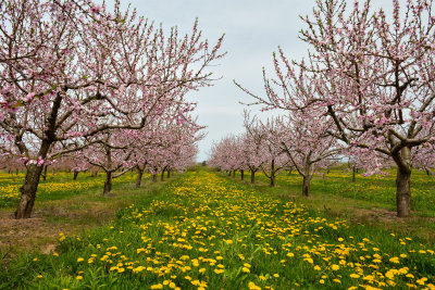 NY - Olcott Cherry Orchard Blossoms 5.jpg