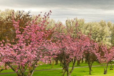 NY - Lockport Widewaters Blossoming Trees 3.jpg