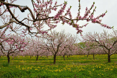 NY - Olcott Cherry Orchard Blossoms 6.jpg