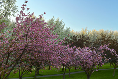 NY - Lockport Widewaters Blossoming Trees 4.jpg