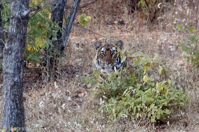 Tiger - Tijger - Panthera tigris