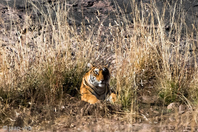 Tiger - Tijger - Panthera tigris