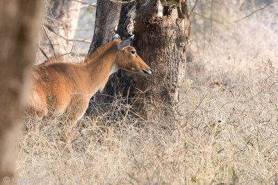 Nilgai - Nijlgau - Boselaphus tragocamelus