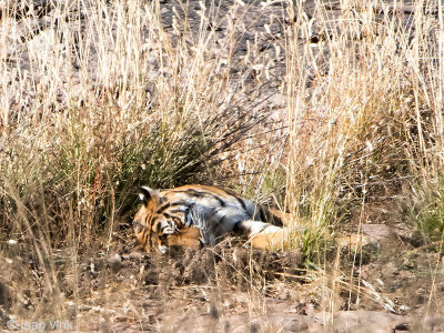 Tiger - Tijger - Panthera tigris