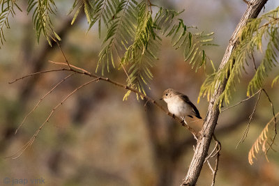 Asian Brown Flycatcher - Bruine Vliegenvanger - Muscicapa dauurica