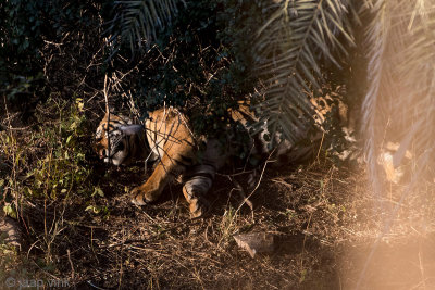 Tiger - Tijger - Panthera tigris