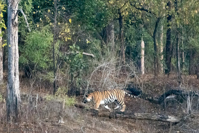 Tiger - Tijger - Panthera tigris