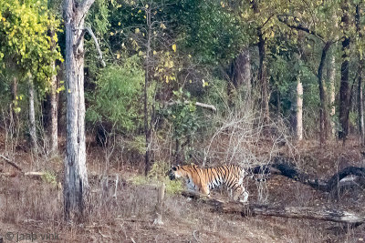 Tiger - Tijger - Panthera tigris