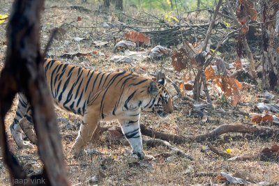 Tiger - Tijger - Panthera tigris