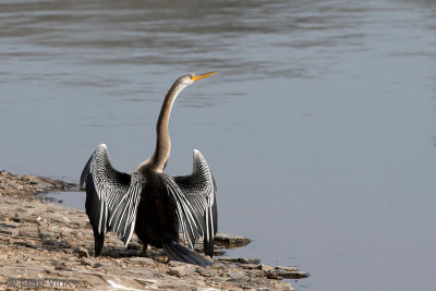 Darter - Indische Slangenhalsvogel - Anhinga melanogaster