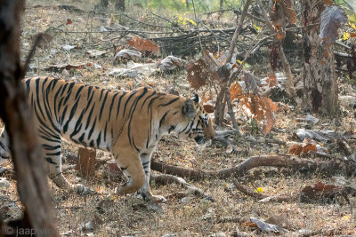 Tiger - Tijger - Panthera tigris