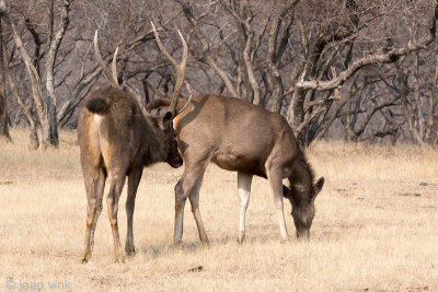Sambar Deer - Sambar - Rusa unicolor