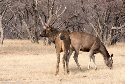 Sambar Deer - Sambar - Rusa unicolor