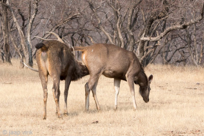 Sambar Deer - Sambar - Rusa unicolor