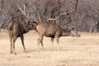 Sambar Deer - Sambar - Rusa unicolor