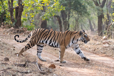 Tiger - Tijger - Panthera tigris