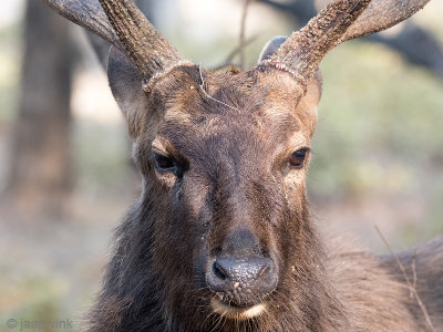 Sambar Deer - Sambar - Rusa unicolor