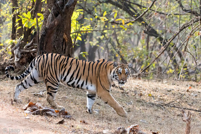 India, January 2019 & 2013: Tigers