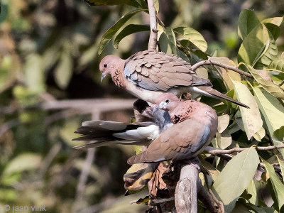 Laughing Dove - Palmtortel - Spilopelia senegalensis