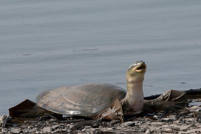 Ganges softshell - Gangesdrieklauw - Nilssonia gangetica