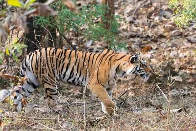 Tiger - Tijger - Panthera tigris