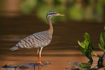 Eurypyga helias (sunbittern - airone del sole)