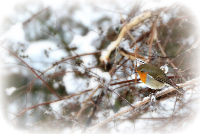 Robin Erithacus rubecula taščica DSC_0561x13022018pb