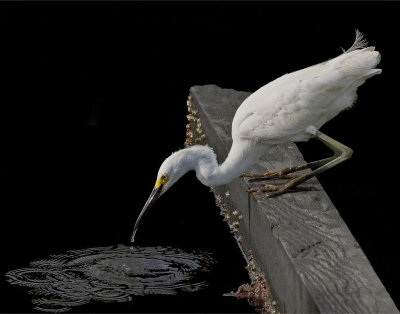 Drinking Egret