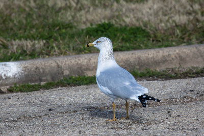 Ring-billed Nonbreeding Gull