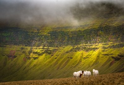 24 - Llyn y Fan Ponies