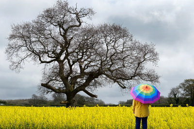 14 - Rapeseed Landscape