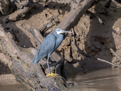 29 - Western Reef Egret