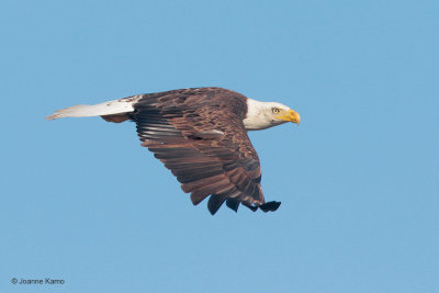 Bald Eagle