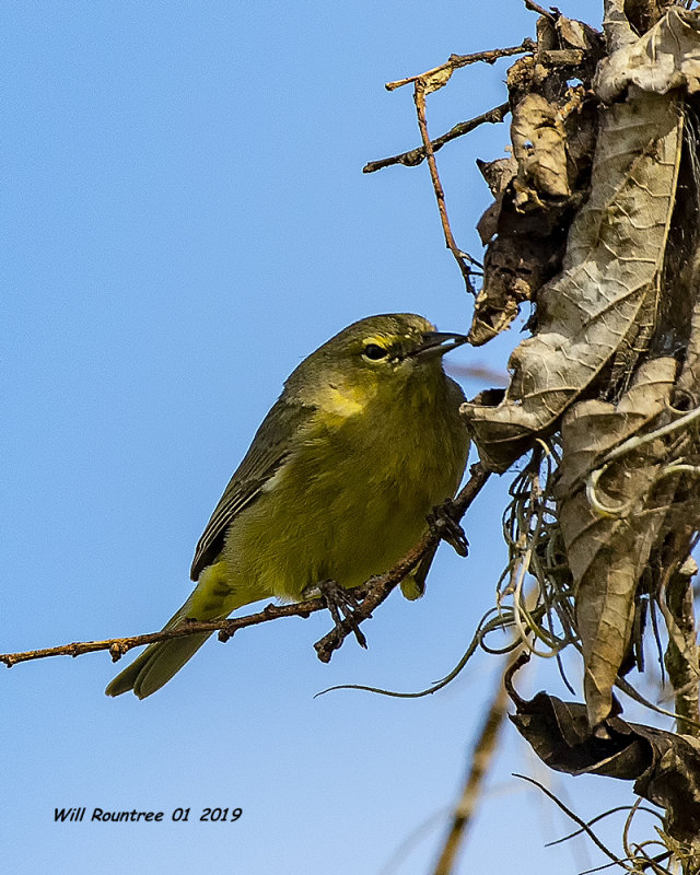 5F1A7991_Orangecrowned_Warbler_.jpg