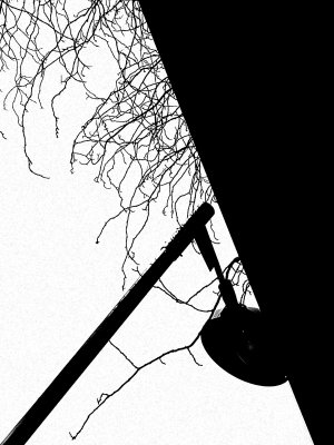 lamp and branches 
