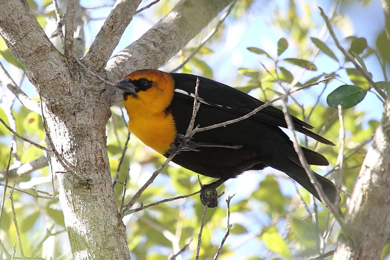 Yellow headed Blackbird