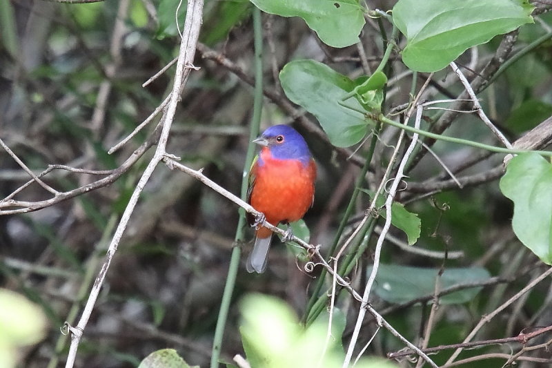 Painted Bunting