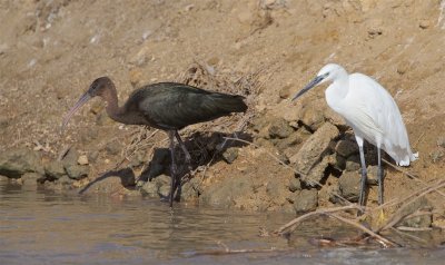 Zwarte Ibis en Kleine Zilverreiger/Glossy Ibis and Little Egret