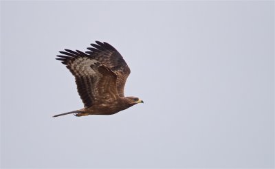 Wespendief/Honey Buzzard