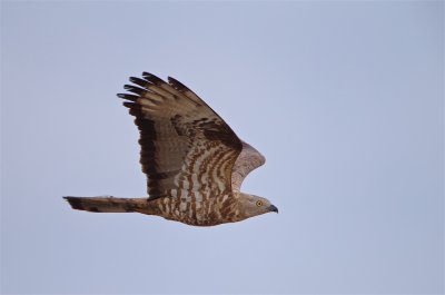 Wespendief/Honey Buzzard