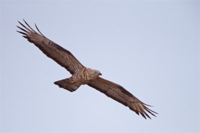 Wespendief/Honey Buzzard