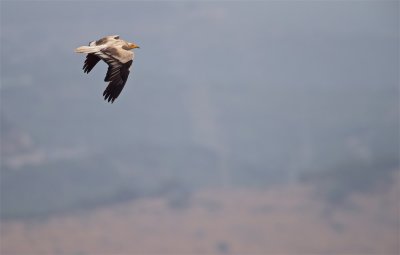 Aasgier/Egyptian Vulture