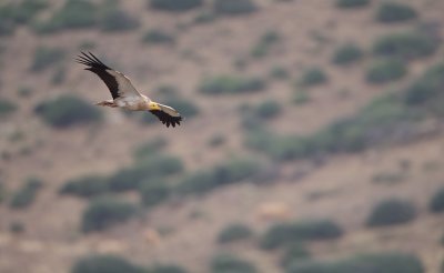 Aasgier/Egyptian Vulture