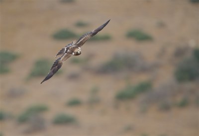 Dwergarend/Booted Eagle