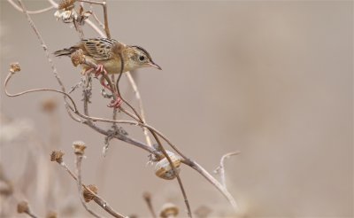 Graszanger/Zitting Cisticola