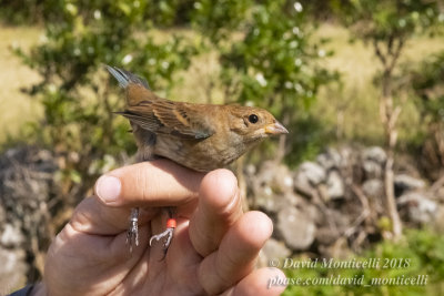 Indigo Bunting (Passerina cyanea)_Fields below Fojo (Corvo)